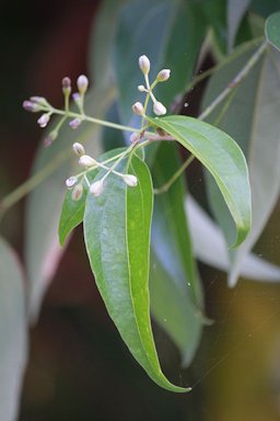 Cinnamon (Cinnamomum verum) flowers and foliage. Manado, North Sulawesi