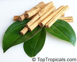 Cinnamomum zeylanicum, Cinnamomum verum