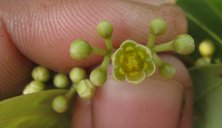 Cinnamomum verum, Sakleshpur, India