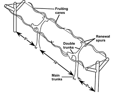 The Double Curtain trellis showing double trunks, fruiting canes and renewal spurs after pruning