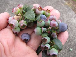 Vaccinium hybrid (Blueberry) Cv Misty fruit, Hawea Pl Olinda, Maui, Hawai'i