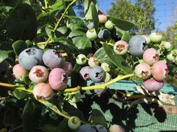 Vaccinium hybrid (Blueberry) CV Emerald fruit, Hawea Pl Olinda, Maui, Hawai'i