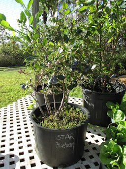 Vaccinium hybrid (Blueberry) CV Star in pot, Hawea Pl Olinda, Maui, Hawai'i