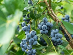 Chaucer Blueberry Bush “Rabbiteye”