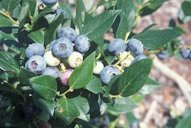 Windsor Blueberry Bush “Southern Highbush”