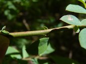 Southern Highbush Blueberry Vaccinium formosum, North Carolina, US