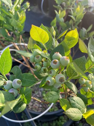 Southern highbush blueberry plants are growing in containers