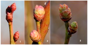 Tight bud (stage 1), bud swell (stage 2), and bud break (stage 3)