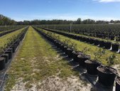 Southern highbush blueberry containerized soilless substrate production