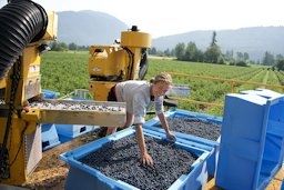 Machine picking blueberries near Agassiz, British Columbia, Canada