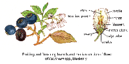 Floral diagrams of pollinator dependent crops