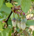 Southern Highbush Blueberry Vaccinium formosum, Baker, Baker, FL, US