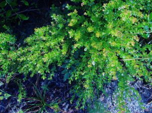 Vaccinium myrsinites, dwarf blueberry.