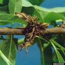 Brown rot symptoms