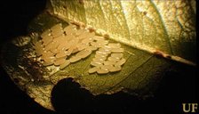 Egg mass of Diaprepes abbreviatus (L.), on citrus leaf