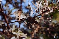 Damage notching on leaves by Diaprepes abbreviatus (L.).