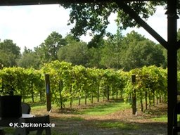 Commercial trellis design Rosa Fiorelli Winery & Vineyard