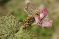 Wine Grape Vitis vinifera, Poppendorf, Austri