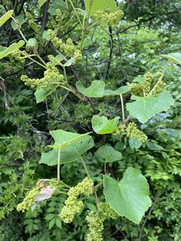 Fox Grape Vitis labrusca, Pond State Park, Ridgefield, CT, US