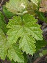 Wine Grape Vitis vinifera, California, US