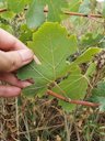 Wine Grape Vitis vinifera, Algeria