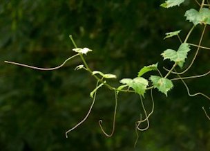 Grape with single tendrils