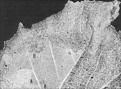 Underside of 'Lake Emerald' grape leaf, showing considerable damage by young larvae of the grapeleaf skeletonizer, Harrisina americana (Guérin-Méneville). (A) = remains of egg mass, (B) = young larvae.