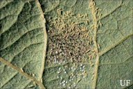 Larvae of the grapeleaf skeletonizer, Harrisina americana (Guérin-Méneville), hatching from an egg cluster on a grape leaf.