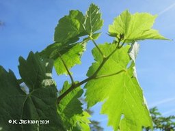 Grape spring growth