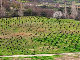 Grape farm in Cyprus