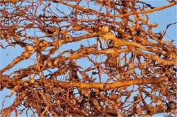 Root galls caused by root-knot nematode, Meloidogyne floridensis