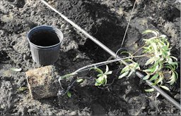 Containerized peach tree in a 3-gallon container ready for planting. Remove some soil from roots to improve root contact with field soil