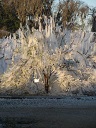 Irrigation used for freeze protection in 2009.