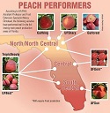 UF stone fruit breeding program