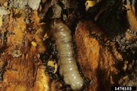 Peach Tree Borer Larva(e)