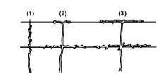 Training the young vine to the two-wire vertical trellis (four arm Kniffin system). 1) Pruning after 1 year's growth, 2) after 2 years' growth, 3) after 3 years' growth.