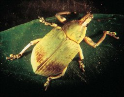 Pachnaeus litus, southern citrus root weevil