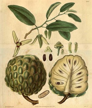 Annona squamosa