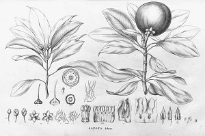 Manilkara zapota (L.) P.Royen [as Sapota achras Miller]