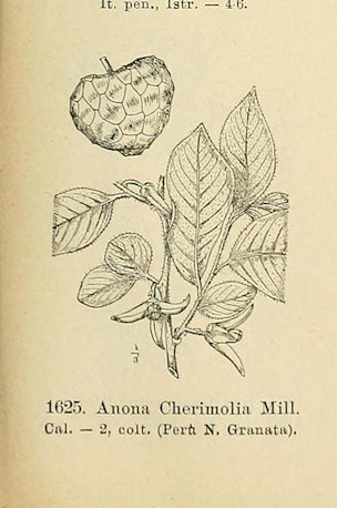 Annona cherimola Miller