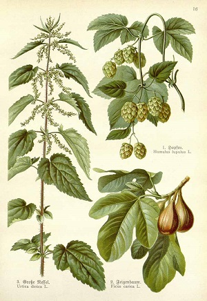 Ficus carica L.