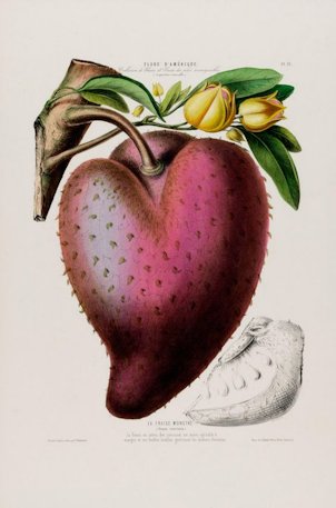 La fraise monstre, Annona muricata