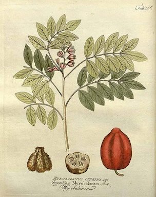 Spondias purpurea L. [as Spondias myrobalanus L.]