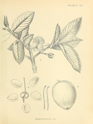 Psidium guajava L. [as Guajave]