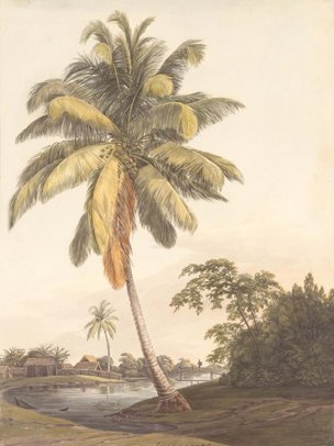 Cocos nucifera L.