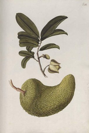 Annona muricata