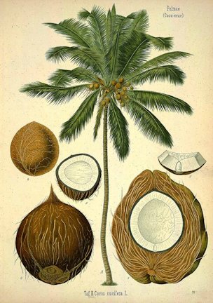 Cocos nucifera L.