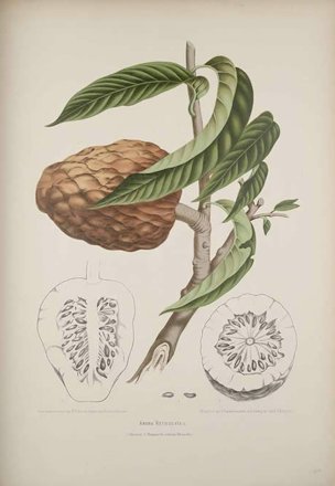 Annona reticulata L.