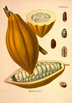 Theobroma cacao L.