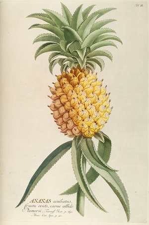 Anana comosus (L.) Merr.